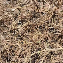 纯野生白花牛奶根干货