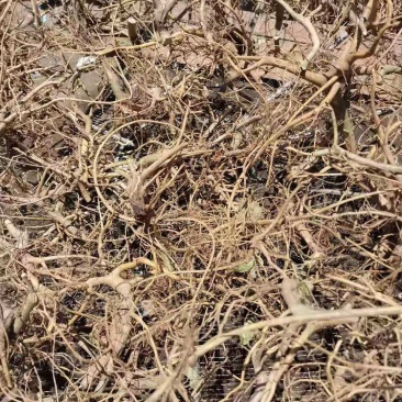 纯野生白花牛奶根干货