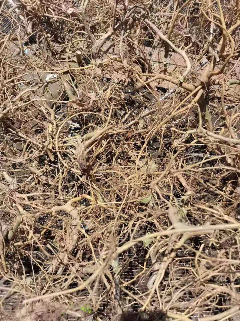 纯野生白花牛奶根干货