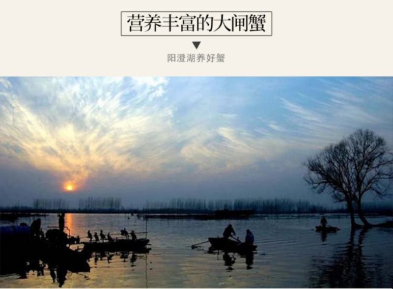 【正宗】阳澄湖镇大闸蟹螃蟹生鲜礼盒招代理一件代发10只装