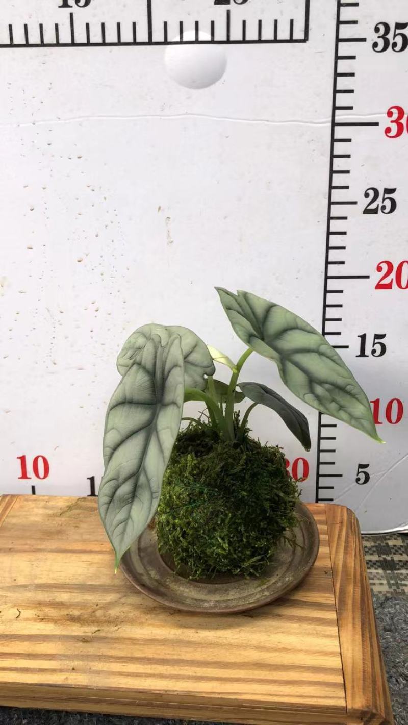 苔藓球盆景绿植盆栽基地直销