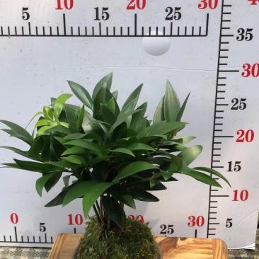 苔藓球盆景绿植盆栽基地直销