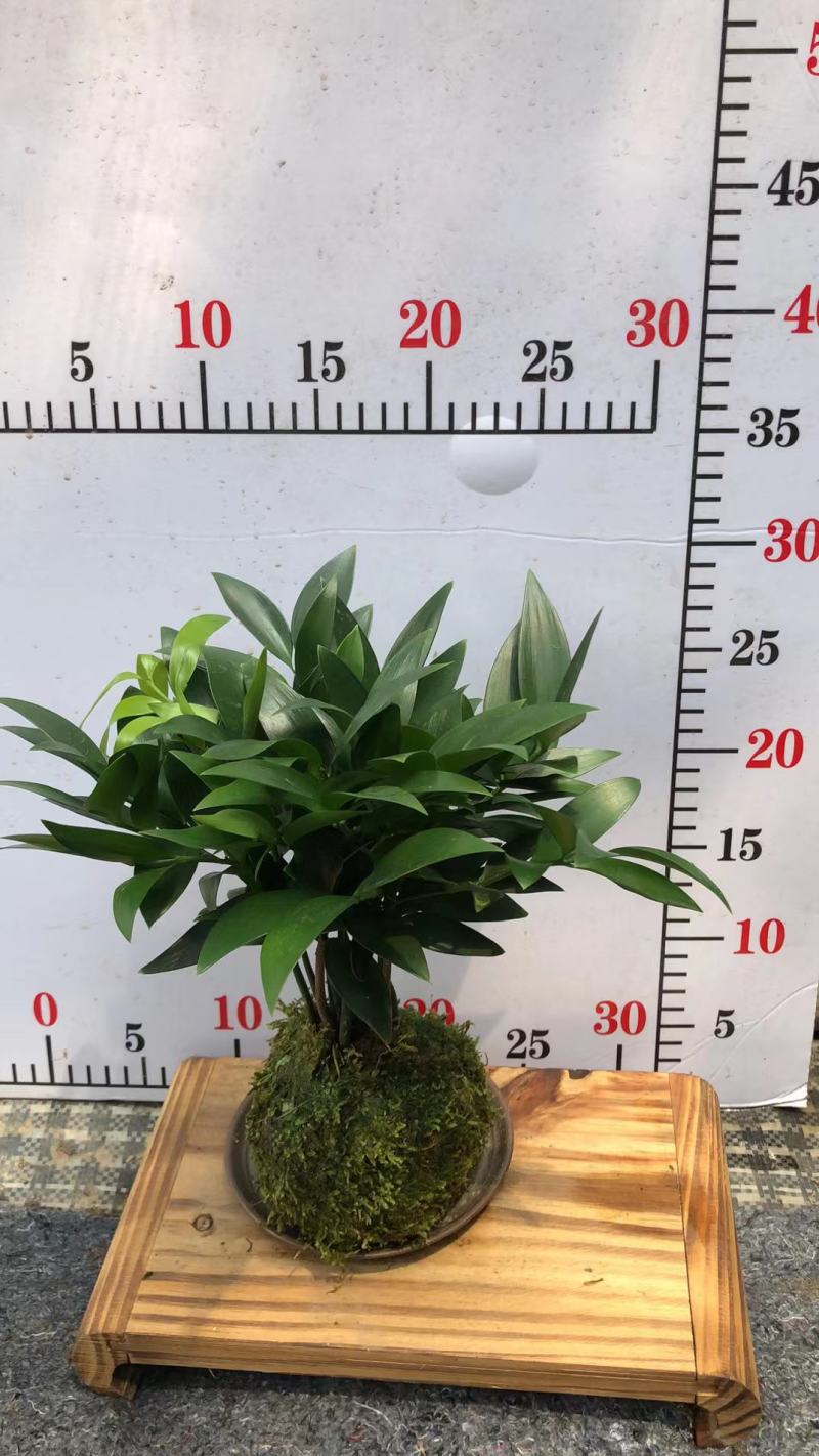 苔藓球盆景绿植盆栽基地直销