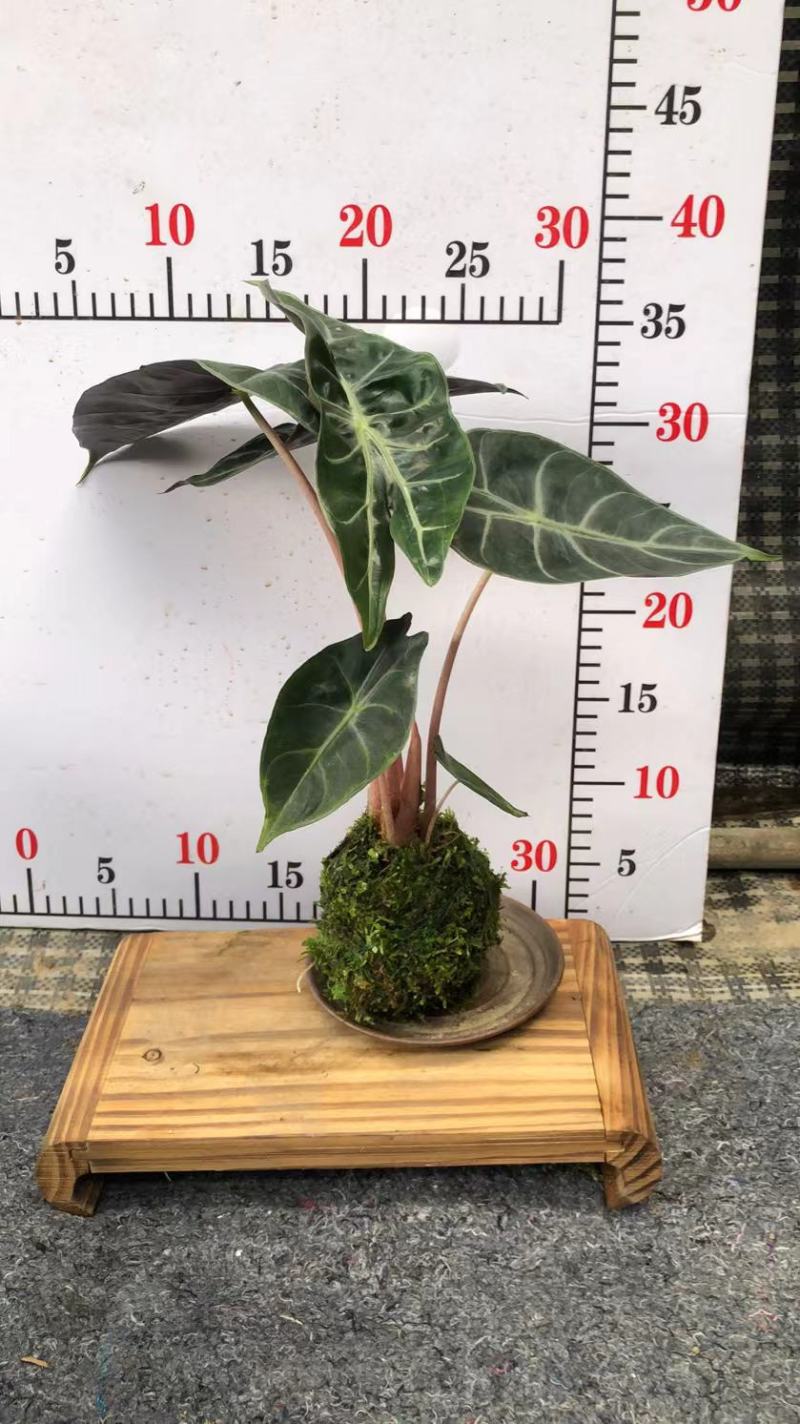 苔藓球盆景绿植盆栽基地直销