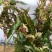 苔藓球盆景绿植盆栽基地直销
