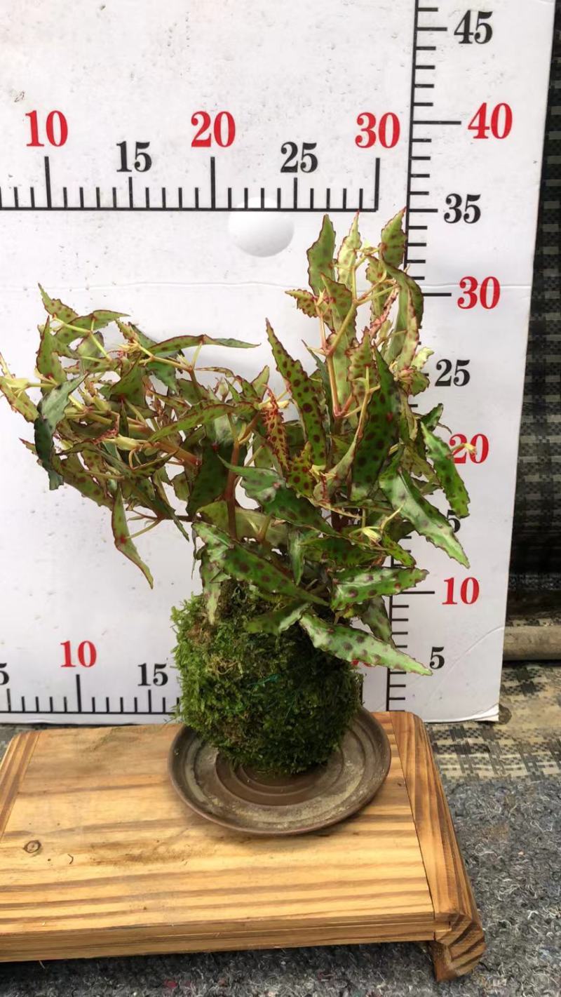 苔藓球盆景绿植盆栽基地直销