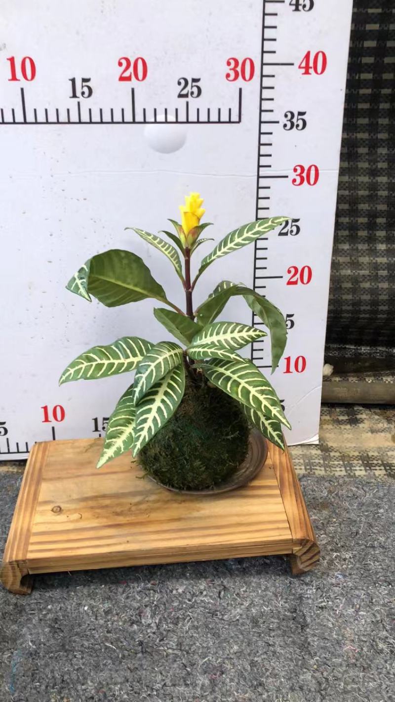 苔藓球盆景绿植盆栽基地直销
