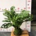 苔藓球盆景绿植盆栽基地直销