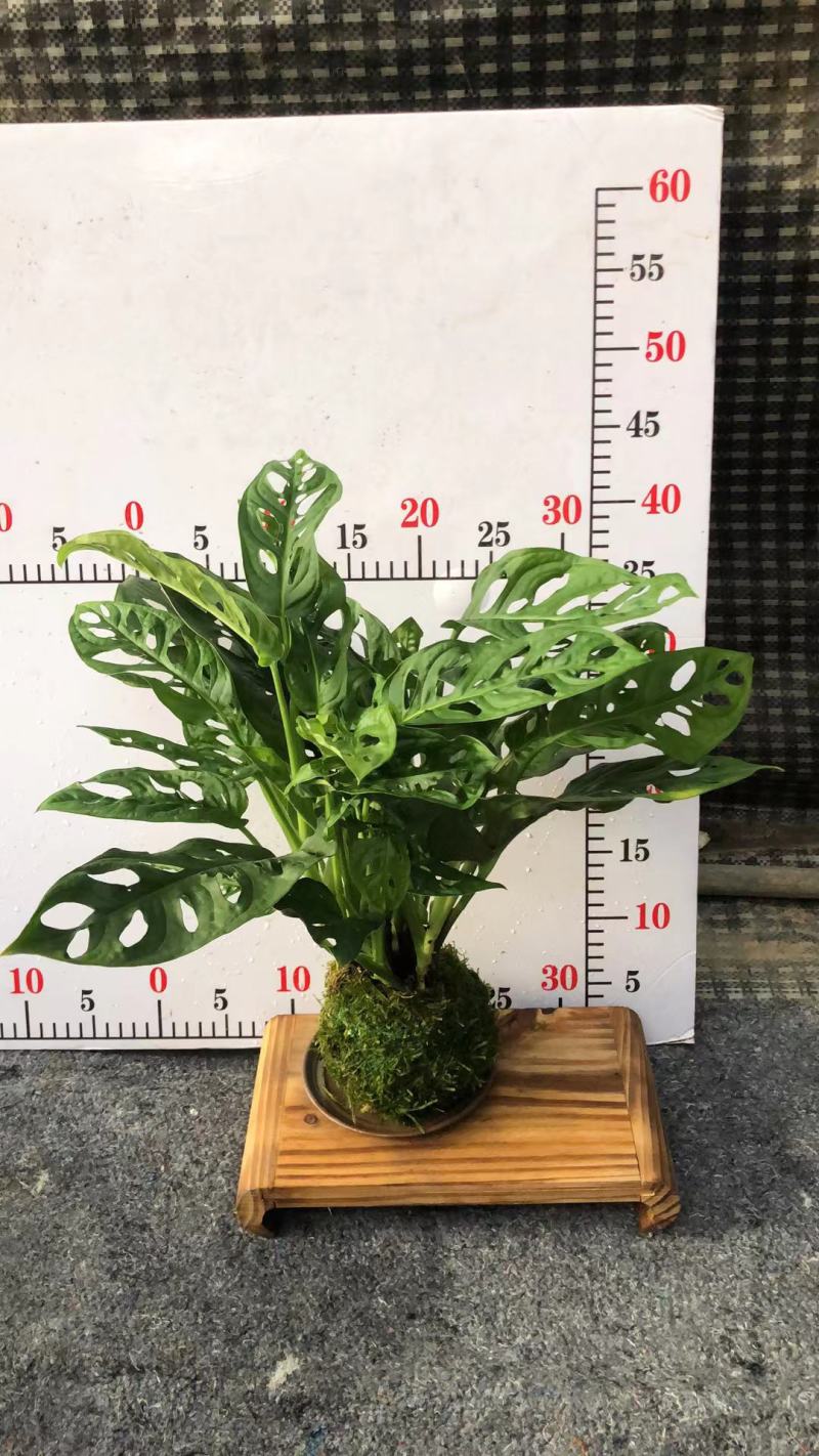 苔藓球盆景绿植盆栽基地直销