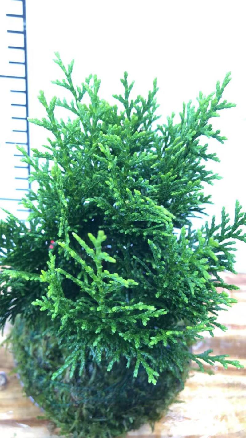 苔藓球盆景绿植盆栽基地直销