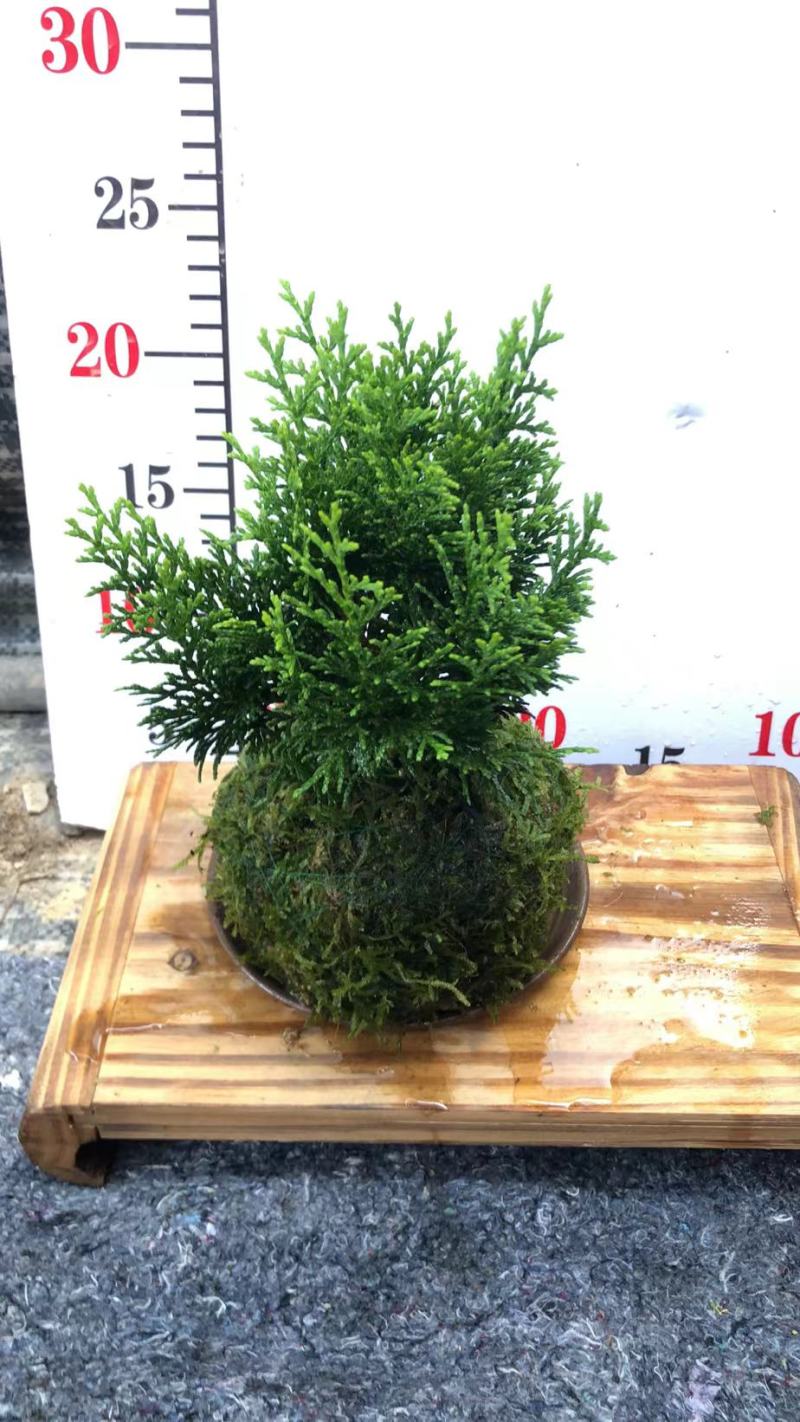 苔藓球盆景绿植盆栽基地直销