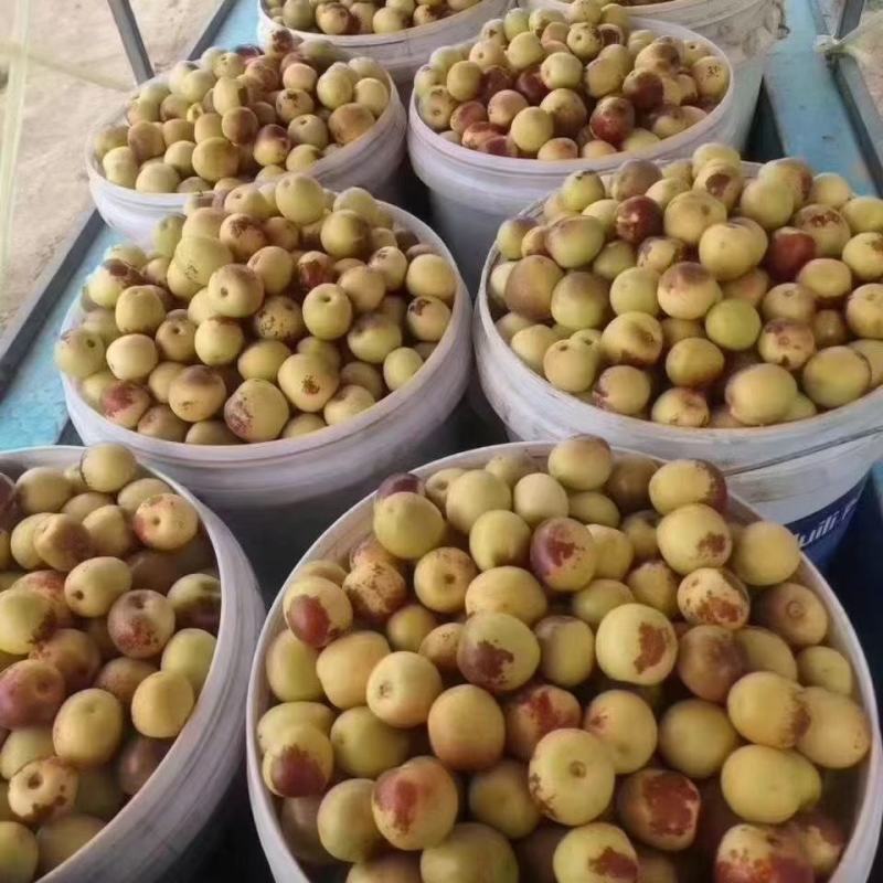 沾化冬枣，黄河滩地种植，黄河水浇灌，自然成熟自然甜