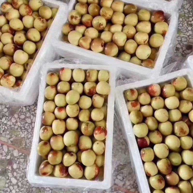 沾化冬枣，黄河滩地种植，黄河水浇灌，自然成熟自然甜
