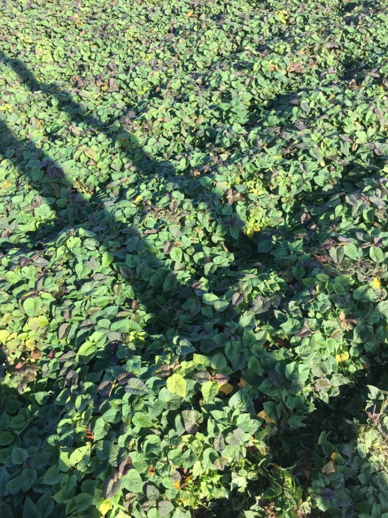 吴桥县红薯