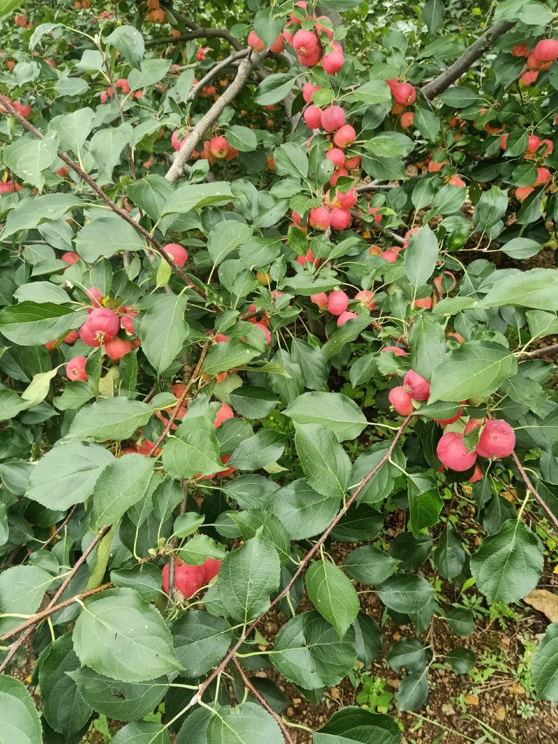 大量沙果出售