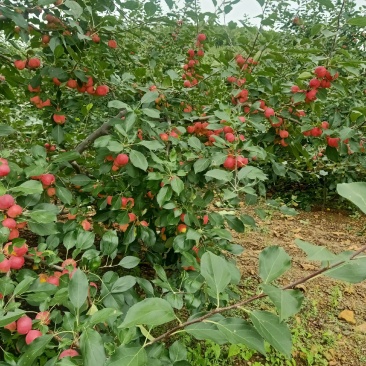 大量沙果出售