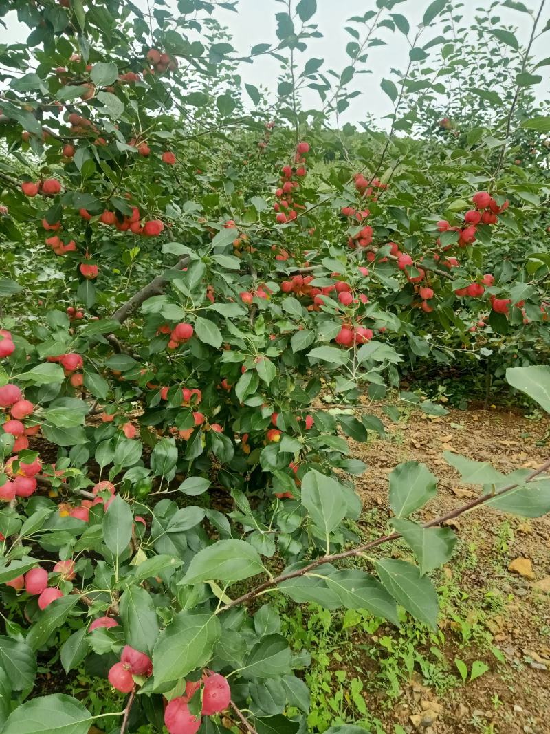 大量沙果出售