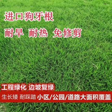 进口狗牙种子护坡草籽草种耐践踏矮生免修剪绿化百慕大马尼拉