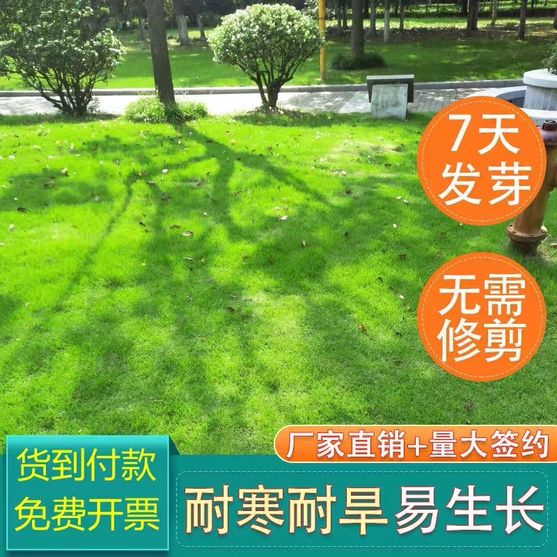 进口狗牙种子护坡草籽草种耐践踏矮生免修剪绿化百慕大马尼拉