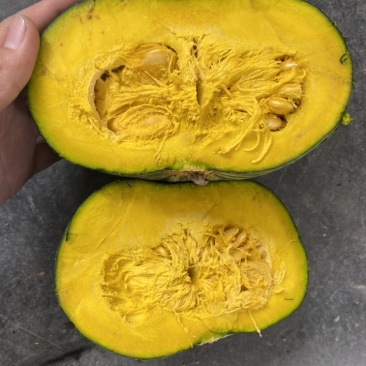 板栗南瓜，美国二号品种，量大货好，马上可出