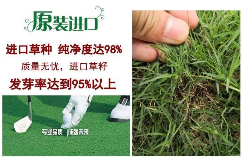 进口狗牙种子护坡草籽草种耐践踏矮生免修剪绿化百慕大马尼拉