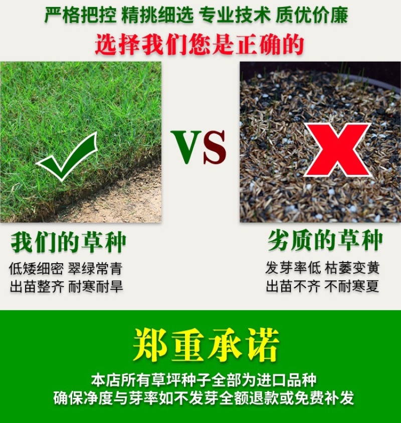 进口狗牙种子护坡草籽草种耐践踏矮生免修剪绿化百慕大马尼拉