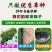 进口狗牙种子护坡草籽草种耐践踏矮生免修剪绿化百慕大马尼拉