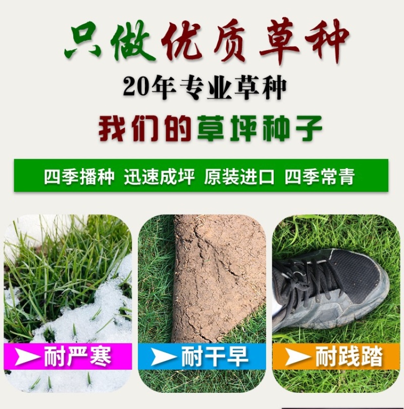 进口狗牙种子护坡草籽草种耐践踏矮生免修剪绿化百慕大马尼拉