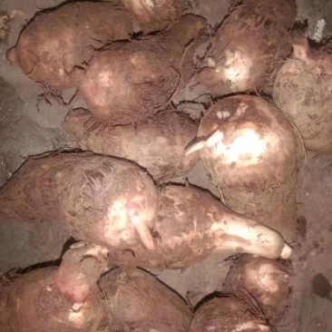 精品红嘴芋口感好分大小球无污染，现挖现发货质量保证