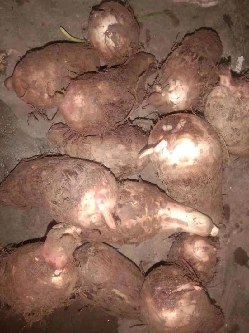 精品红嘴芋口感好分大小球无污染，现挖现发货质量保证