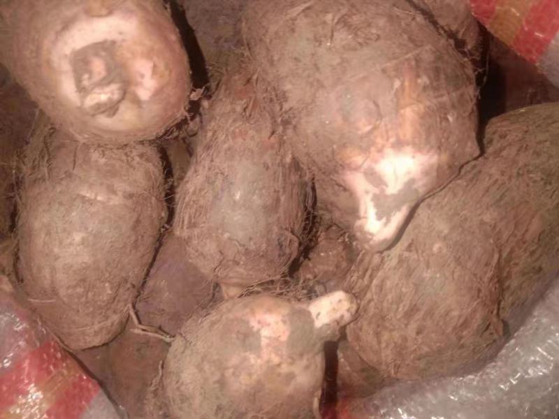 精品红嘴芋口感好分大小球无污染，现挖现发货质量保证