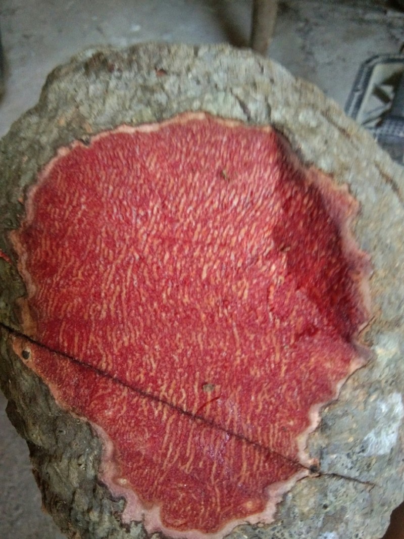 薯莨