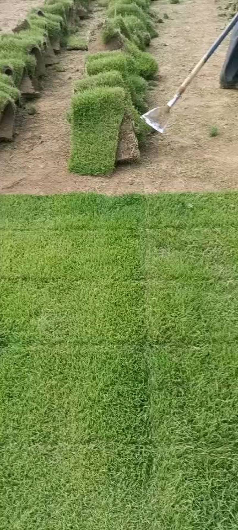 草坪草百慕大草坪果岭草马尼拉草台湾二号混播黑麦草