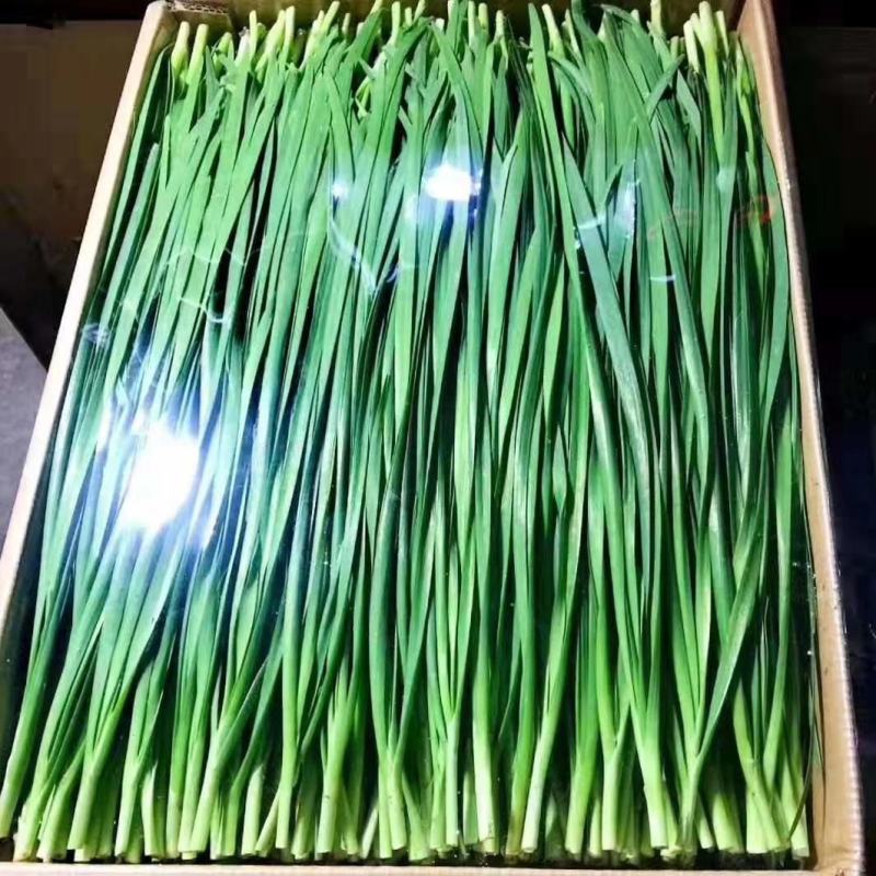 精品韭菜