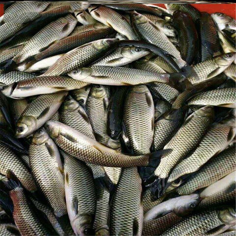 大规格草鱼苗，脆肉鲩鱼苗，鲩仔，草鱼苗，