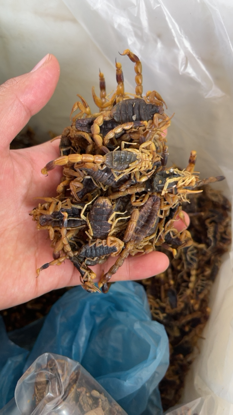 中药材全虫蝎子批发包邮