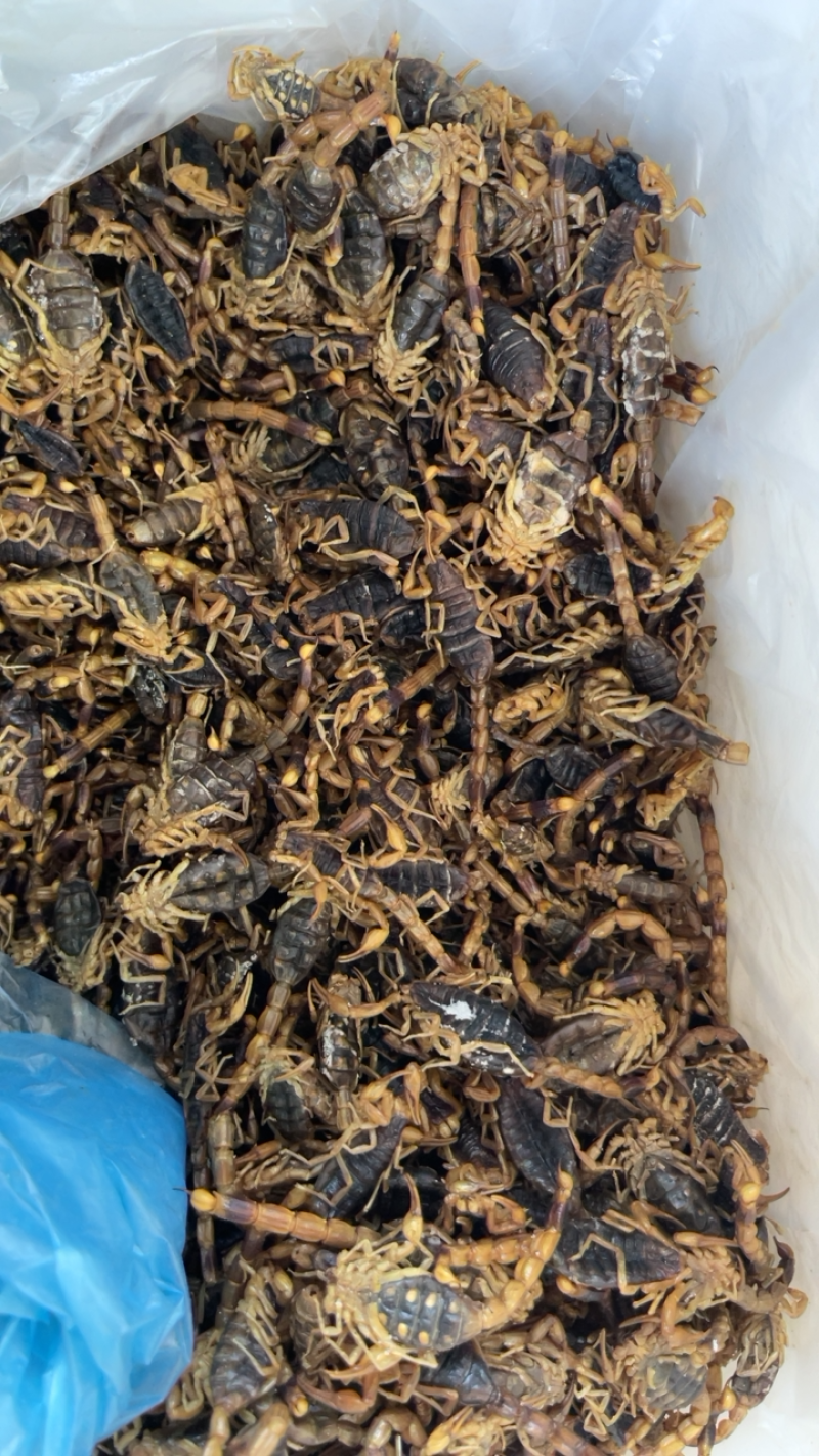 中药材全虫蝎子批发包邮