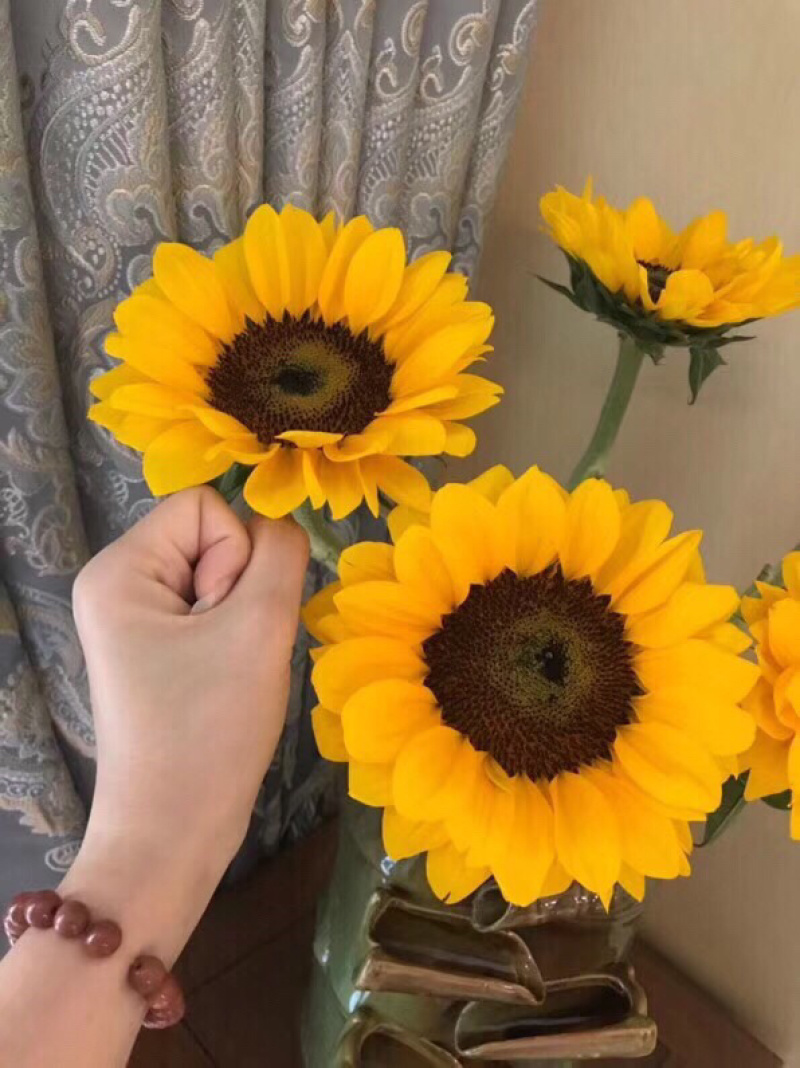 包邮一件代发向日葵鲜切花中花鲜花批发云南鲜花基地