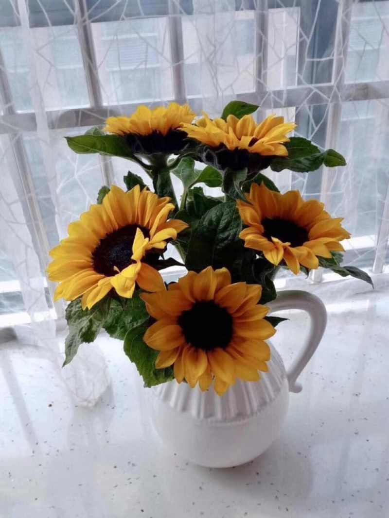 包邮一件代发向日葵鲜切花中花鲜花批发云南鲜花基地
