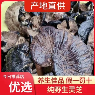 粤北丹霞纯野生灵养生灵芝煲汤煲茶特色食材料汤水清甜