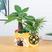 发财树盆栽绿植花卉富贵竹荷花竹植物盆栽办公室内桌面植物小