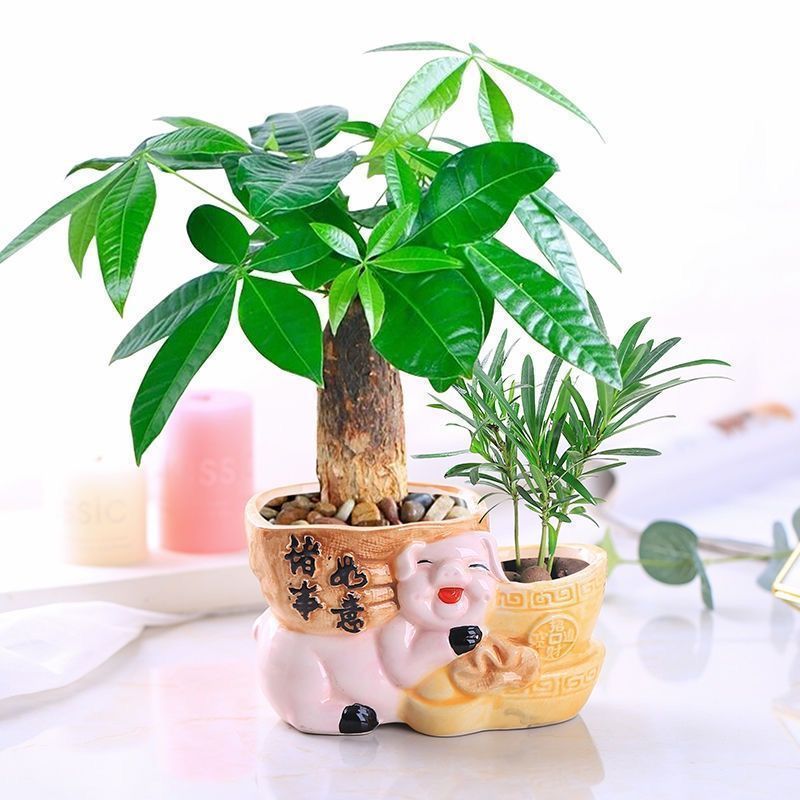 发财树盆栽绿植花卉富贵竹荷花竹植物盆栽办公室内桌面植物小