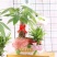 发财树盆栽绿植花卉富贵竹荷花竹植物盆栽办公室内桌面植物小