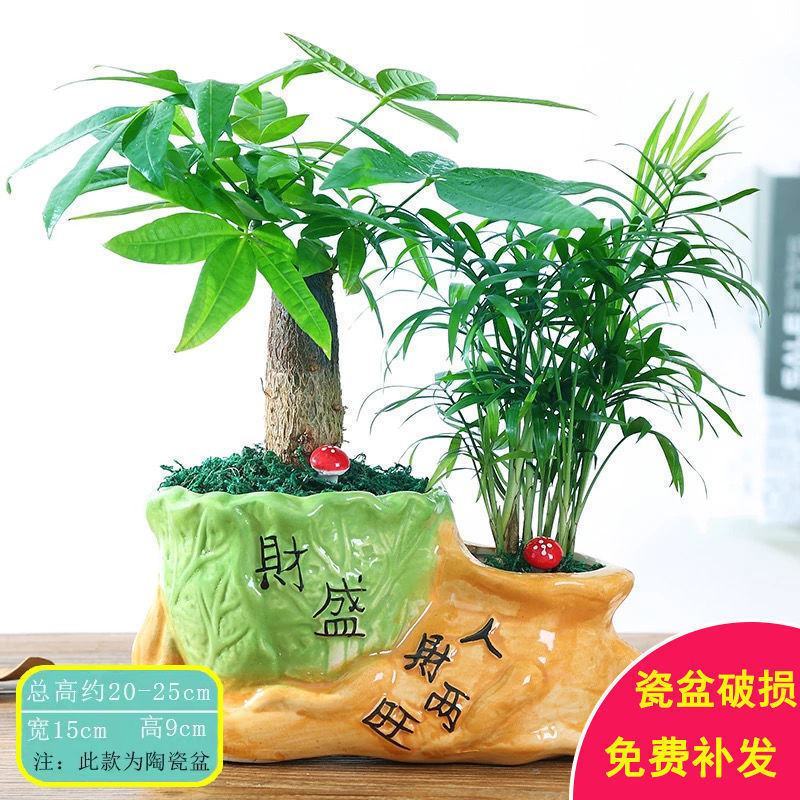 发财树盆栽绿植花卉富贵竹荷花竹植物盆栽办公室内桌面植物小