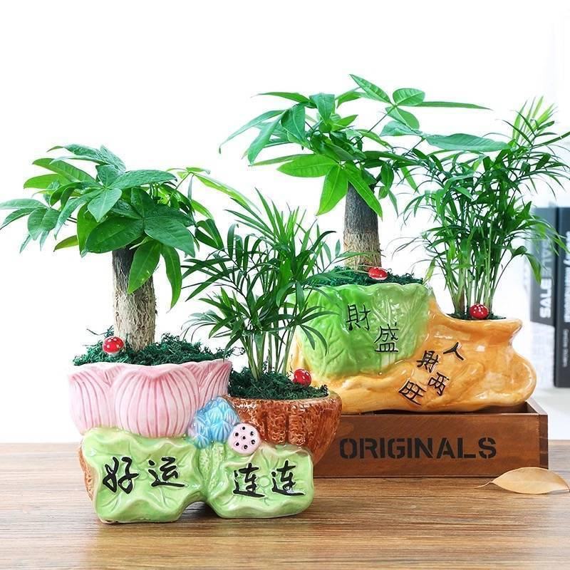 发财树盆栽绿植花卉富贵竹荷花竹植物盆栽办公室内桌面植物小