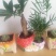 发财树盆栽绿植花卉富贵竹荷花竹植物盆栽办公室内桌面植物小