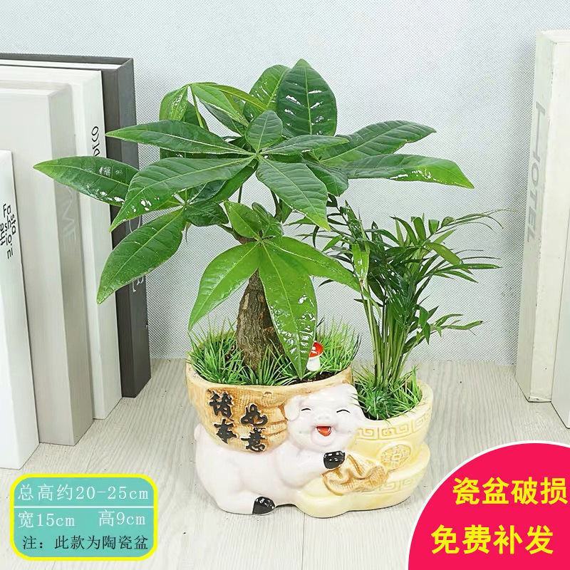 发财树盆栽绿植花卉富贵竹荷花竹植物盆栽办公室内桌面植物小