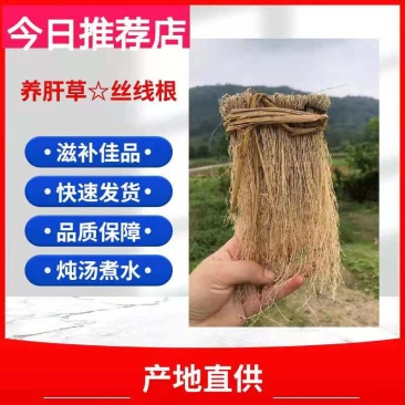养肝草丝线根产地直销一手货源50扎起包邮粤北煲汤料