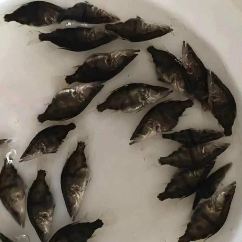 鳜鱼苗（桂花鱼）淡水鱼类分部区域广个大体
