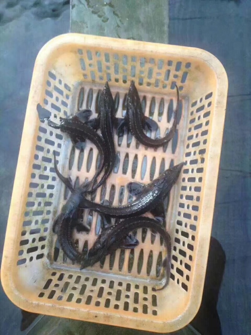 鲟鱼苗，人工养殖鲟鱼苗抗病毒存活率强技术指导，